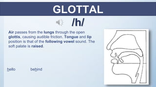 Air passes from the lungs through the open
glottis, causing audible friction. Tongue and lip
position is that of the following vowel sound. The
soft palate is raised.
GLOTTAL
/h/
hello behind
 