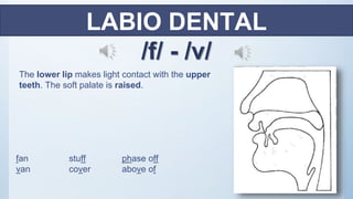 The lower lip makes light contact with the upper
teeth. The soft palate is raised.
LABIO DENTAL
/f/ - /v/
fan stuff phase off
van cover above of
 
