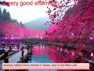 A very good afternoon
Awesome lighted cherry blossom in Taiwan, close to Sun Moon Lake
 