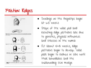 Friction Ridge Shape Friction ridge analysis | PDF