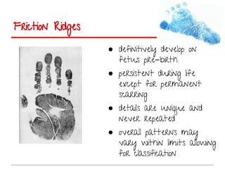 Friction Ridge Shape Friction ridge analysis | PDF