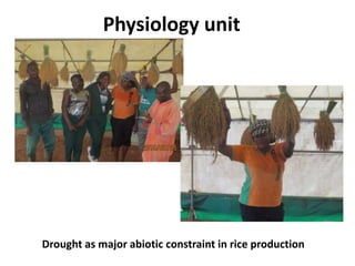 Physiology unit
Drought as major abiotic constraint in rice production
 