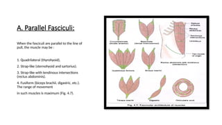 Parallel Muscle Shape Example Comprehensive Overview of Muscular and Fascicular Architecture in Human ...