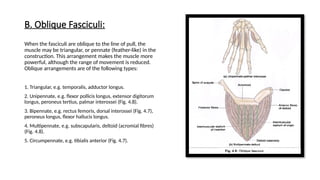 Comprehensive Overview of Muscular and Fascicular Architecture in Human ...