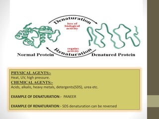 PHYSICALAGENTS:-
Heat, UV, high pressure.
CHEMICALAGENTS:-
Acids, alkalis, heavy metals, detergents(SDS), urea etc.
EXAMPLE OF DENATURATION:- PANEER
EXAMPLE OF RENATURATION:- SDS denaturation can be reversed
 