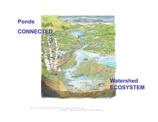 Ponds
CONNECTED




                                                                                                   Watershed
                                                                                                   ECOSYSTEM


   http://www.wildeducation.org/programs/nww06/watershed_illustration2.jpg
                                         © Axelrod ⋅ Becker Consulting       All rights reserved
 