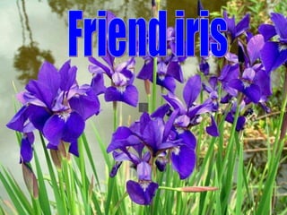 Friend iris 