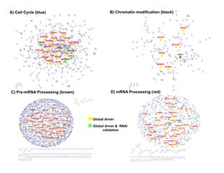 A) Cell Cycle (blue)                       B) Chromatin modification (black)




C) Pre-mRNA Processing (brown)              D) mRNA Processing (red)




                                 Global driver
                                 Global driver & RNAi
                                      validation




                                                                               23
 
