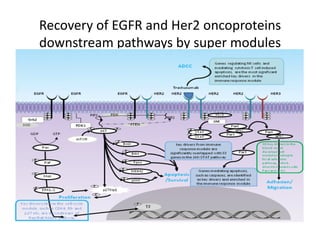 Recovery	
  of	
  EGFR	
  and	
  Her2	
  oncoproteins	
  
downstream	
  pathways	
  by	
  super	
  modules	
  
 