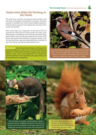 7The Friendly Forest Some interesting facts for you
Native Irish Wild Life Thriving in
the Forest
The Irish hare, red deer, red squirrel, pine martens and
red foxes and badgers all populate our forests. The pine
marten is consider one of the rarest wildlife species in
Ireland and its presence has helped the recovery of the
native red squirrel.
Pine cones make up a large part of the diet of the red
squirrel but they also eat many seeds and other nuts
depending on availability. Their diet also includes fungi,
green shoots, fruit and berries. Birds found in your local
forest will include the Chaffinch, Goldcrest, Robin, Coal
Tit, Jays and Wren. Jays are a beautiful bird, a member of
the crow family and will be heard before seen.
Did you know that all new forests include a minimum of 15
percent broadleaves as well as up to 15% of the planted area
dedicated to biodiversity enhancement (open areas, retained
habitat, access routes and hedgerows)? The biodiversity
potential of forests can be optimised with good planning and
sustainable forest management.
Jays are among the beautiful birds found in your local
forest. You will usually hear them before you see one.
So go for an enjoyable and healthy walk in your local
forest and experience some of nature's wonders.
Pine martens are largely concentrated in western
counties and the midlands of Ireland. They thrive in
forests and their predation on the grey squirrel has
helped the recovery of the native Irish red squirrel.
The native Red Squirrel is now
starting to thrive in forests in
Ireland and as the above photo
shows they love pine cones.
 
