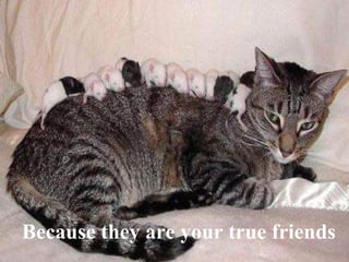 Because they are your true friends