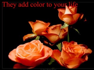 They add color to your life