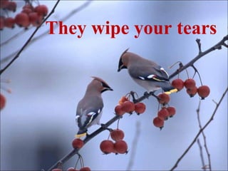 They wipe your tears