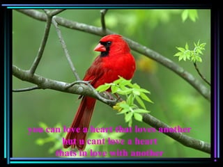 you can love a heart that loves another
but u cant love a heart
thats in love with another
 