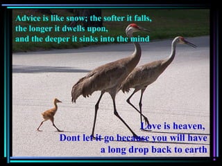 Love is heaven,
Dont let it go because you will have
a long drop back to earth
Advice is like snow; the softer it falls,
the longer it dwells upon,
and the deeper it sinks into the mind
 