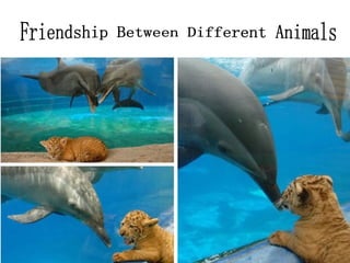 Friendship Between Different Animals 