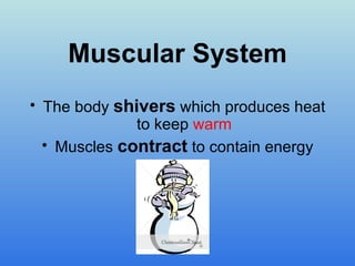 Muscular System The body shivers which produces heat to keep warm Muscles contract to contain energy