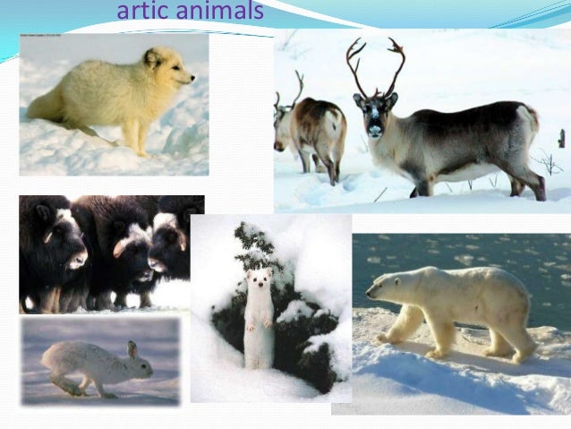 Frigid zone Frigid zone