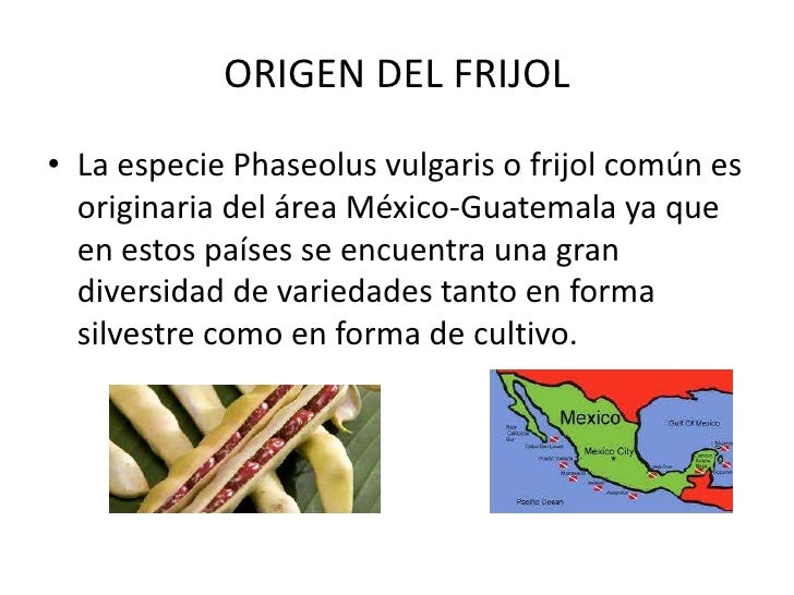 Frijol