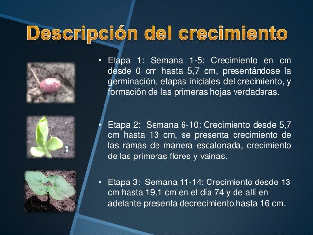 Frijol , informe final de crecimiento