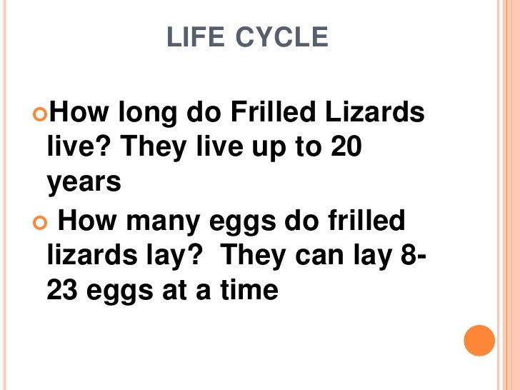 Lizard Life Cycle