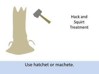 Hack and
Squirt
Treatment

Use hatchet or machete.

 