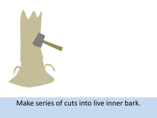 Make series of cuts into live inner bark.

 
