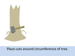 Place cuts around circumference of tree.

 