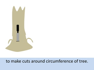to make cuts around circumference of tree.

 