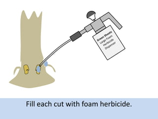 Fill each cut with foam herbicide.

 