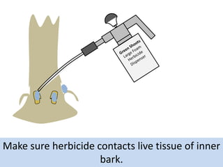 Make sure herbicide contacts live tissue of inner
bark.

 