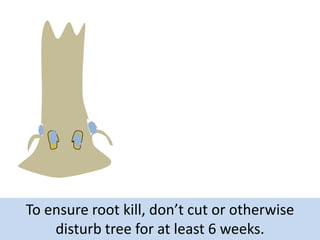 To ensure root kill, don’t cut or otherwise
disturb tree for at least 6 weeks.

 