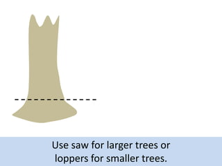 Use saw for larger trees or
loppers for smaller trees.

 