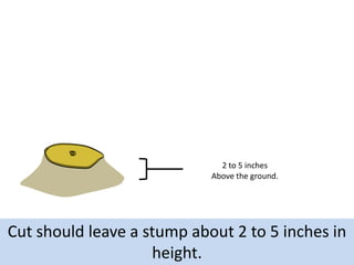 2 to 5 inches
Above the ground.

Cut should leave a stump about 2 to 5 inches in
height.

 