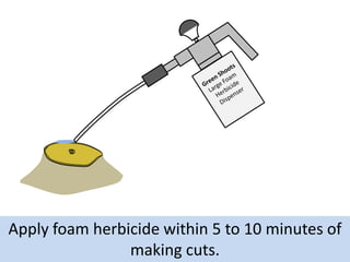 Apply foam herbicide within 5 to 10 minutes of
making cuts.

 