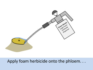 Apply foam herbicide onto the phloem. . .

 