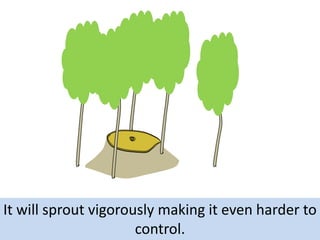 It will sprout vigorously making it even harder to
control.

 