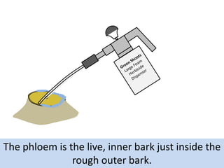 The phloem is the live, inner bark just inside the
rough outer bark.

 