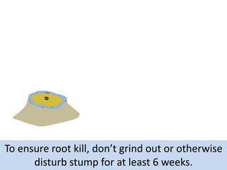 To ensure root kill, don’t grind out or otherwise
disturb stump for at least 6 weeks.

 