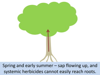 Spring and early summer – sap flowing up, and
systemic herbicides cannot easily reach roots.

 