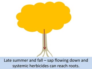 Late summer and fall – sap flowing down and
systemic herbicides can reach roots.

 