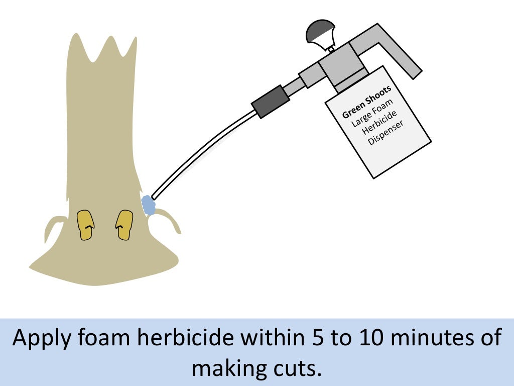 Tree of Heaven Control using Foam Herbicide