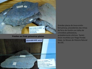 Fósiles en Friol: primeiras pistas
Grandes placas de lousa arxilo-
ferruxinosa, procedentes das minas
de ferro de Guntín con tallos de
crinoideos paleozoicos,
probablemente silúricos. Tamén
foron recollidos por Parga Pondal.
Hoxe, no Museo de Historia Natural
da USC.
 