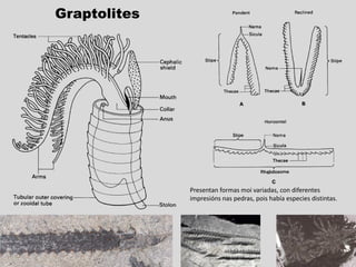 Graptolites
Presentan formas moi variadas, con diferentes
impresións nas pedras, pois había especies distintas.
 