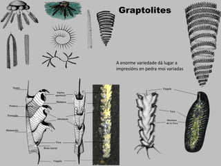 Graptolites
A enorme variedade dá lugar a
impresións en pedra moi variadas
 