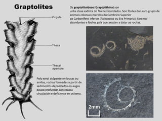 Graptolites Os graptolitoideos (Graptolithina) son
unha clase extinta do filo hemicordados. Son fósiles dun raro grupo de
animais coloniais mariños do Cámbrico Superior
ao Carbonífero Inferior (Paleozoico ou Era Primaria). Son moi
abundantes e fósiles guía que axudan a datar as rochas.
Polo xeral atópanse en lousas ou
arxilas, rochas formadas a partir de
sedimentos depositados en augas
pouco profundas con escasa
circulación e deficiente en osíxeno.
 