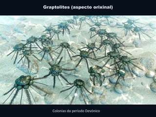 Graptolites (aspecto orixinal)
Colonias do período Devónico
 