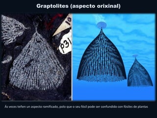 Graptolites (aspecto orixinal)
Ás veces teñen un aspecto ramificado, polo que o seu fósil pode ser confundido con fósiles de plantas
 