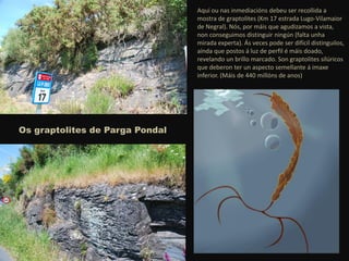 Os graptolites de Parga Pondal
Aquí ou nas inmediacións debeu ser recollida a
mostra de graptolites (Km 17 estrada Lugo-Vilamaior
de Negral). Nós, por máis que agudizamos a vista,
non conseguimos distinguir ningún (falta unha
mirada experta). Ás veces pode ser difícil distinguilos,
aínda que postos á luz de perfil é máis doado,
revelando un brillo marcado. Son graptolites silúricos
que deberon ter un aspecto semellante á imaxe
inferior. (Máis de 440 millóns de anos)
 