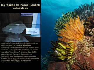 Os fósiles de Parga Pondal:
crinoideos
Lousa arxilo-ferruxinosa, procedente das minas de
ferro de Guntín con tallos de crinoideos
paleozoicos, probablemente silúricos. Tamén foron
recollidos por Parga Pondal. Os crinoideos, tamén
chamados “lirios de mar”, son unha clase do filo
equinodermos. Foron moi abundantes no
Paleozoico. Hoxe sobreviven pouco máis de 600
especies. Son o grupo de equinodermos vivinte que
se considera máis antigo ( imaxe dereita)
 